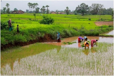 The Sun Is My Calendar: A Day with the Bhil Farmers of Madhya Pradesh
